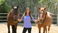 Gallery Photo of Two of my co therapists (Fiesta and Lilly) for Equine Assisted Psychotherapy