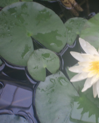 Photo of Ruth JoAnn Strock, Art Therapist in Corte Madera, CA