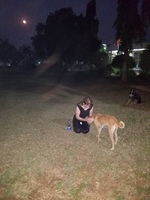 Gallery Photo of Reike on stray dogs in India