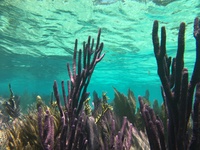 Gallery Photo of Snorkeling and water activities
