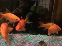 Gallery Photo of Some of our fish