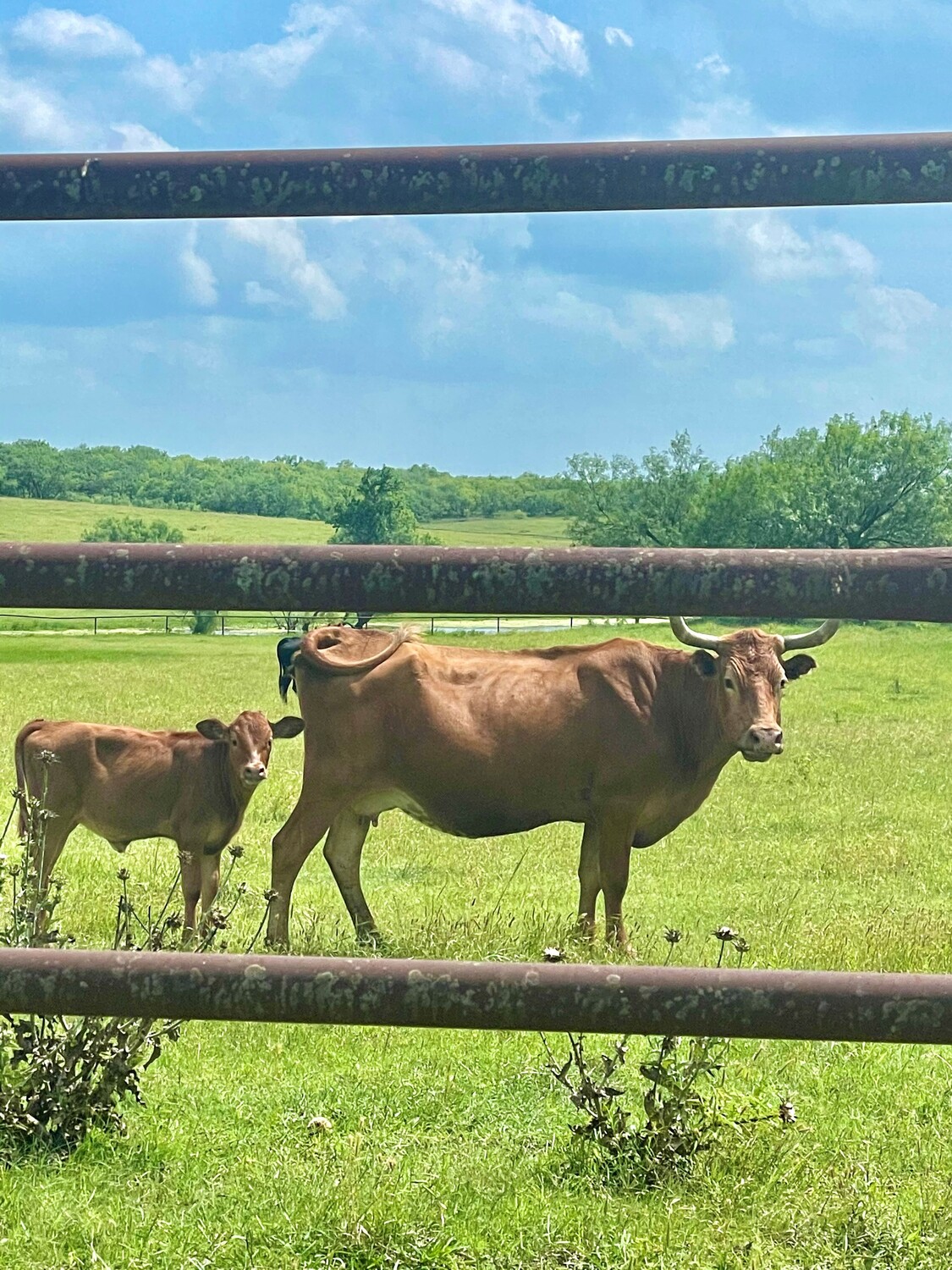 Plum Creek Recovery Ranch, Treatment Center, Lockhart, TX, 78644