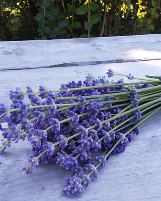 Photo of Tanya Dunton, Drug & Alcohol Counselor, LADC