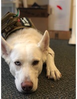 Gallery Photo of Xena Dual-trained Therapy/Service Dog