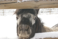 Gallery Photo of Misty is one of our miniature horses