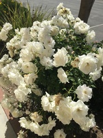 Gallery Photo of Roses outside office