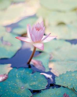 Photo of SamaraCare Counseling, Psychologist in Evanston, IL