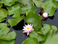Gallery Photo of Our beautiful lily pond