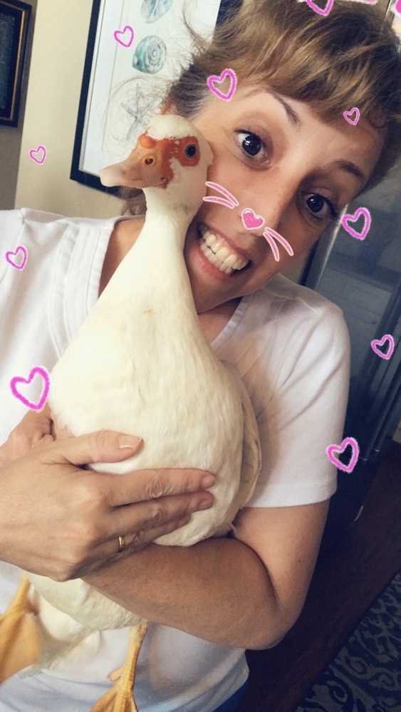 I love animals and often bring my rescues to the office! This is Daisy our Muscovy Duck, she is an absolute sweetheart!