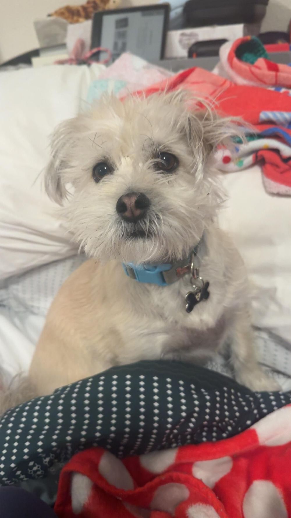 This is my buddy Gibbs! He may in the background of some zoom calls!