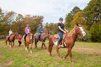 Gallery Photo of we offer equine therapy offsite.