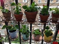 Gallery Photo of Plants on the walkway outside Bloomsbury therapy space