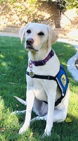 Gallery Photo of Bey is a Canine Companion Facility Dog trained in over 40 commands. She enjoys working with clients!