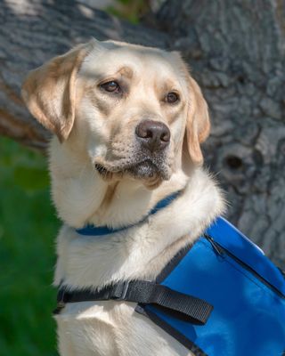 Photo of Michelle Pelle, Clinical Social Work/Therapist, LCSW, LAC