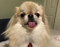 Gallery Photo of This is Luna.  My 9 lb. Tibetan Spaniel service dog.  She may occasionally pop up on my lap to say "hi".