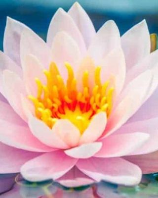 Photo of Fabiola O Reid - Guided Counseling Services LCSW Pllc.inc, Clinical Social Work/Therapist, LCSW, SIFI, Notary