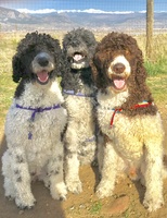 Gallery Photo of My 3 co-therapists, depending on whether you like dogs (Boulder office only)!