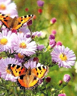 Photo of Dr. Gianna Novelli, Counselor, PhD, MA, LPC, PM,