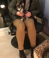 Gallery Photo of A client enjoying some pup therapy time with Bertie