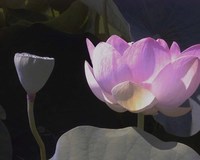 Gallery Photo of Lotus