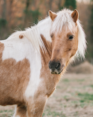 Photo of undefined - Hillview Farm, LPC, MHSP, NCC, EAGALA, Licensed Professional Counselor