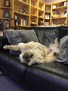 Auggie, my hypoallergenic office co-therapist dog, is relaxing on the couch in my office.  Very homey, comfortable, spacious, artsy and pleasant.