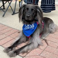 Gallery Photo of Remy...the therapy dog. 