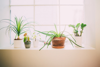Gallery Photo of Some of the office plant babies... Never underestimate the power of the natural world on your mental health!