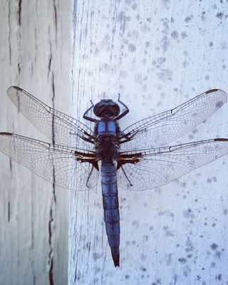 Photo of Dragonfly Directions Life Coaching, Registered Mental Health Counselor Intern in 33543, FL