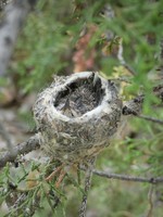 Gallery Photo of Like this hummingbird nest, we will create a safe and nurturing space for your growth and transformation