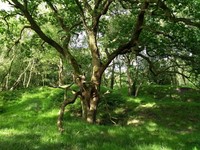 Gallery Photo of A spot which is a favourite for many clients for walk and talk or ecotherapy