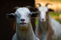Gallery Photo of Clover and Twila