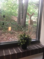 Gallery Photo of We love the visitor we get outside the office windows