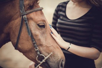 Gallery Photo of Equine therapy at our drug rehabs San Diego facility. One on one interactions with horses. We offer a variety of on site and off site therapies.