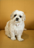 Gallery Photo of Sophie, our mascot and therapy dog