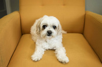 Gallery Photo of Sophie, our mascot and therapy dog