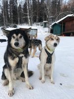 Gallery Photo of I sponsor a young sled dog: Ursa (on the right) of Wild and Free Mushing Alaska. That's her uncle Krypton showing her how leading is done!