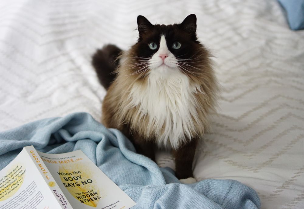 Meet Ru! One of my two cats :)