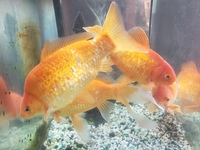 Gallery Photo of Resident Fishes in our waiting area