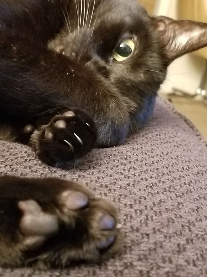 Pets are always welcome during session, here's my cat Eva!