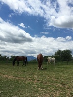 Gallery Photo of A few of the equine therapists