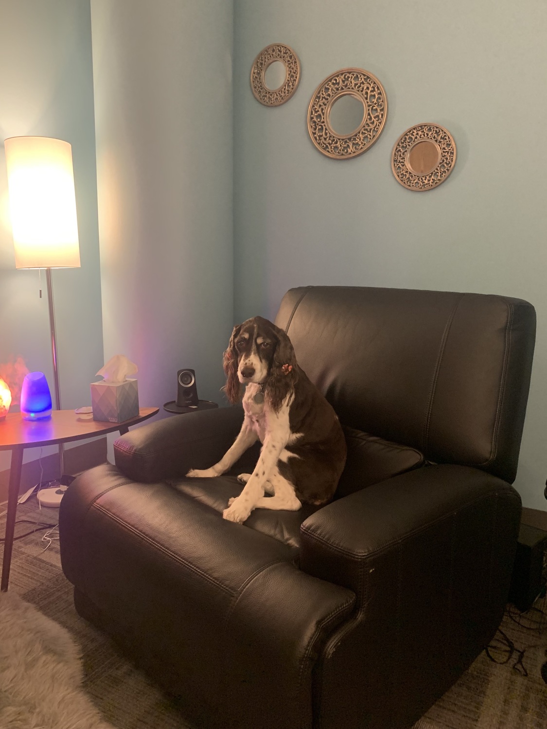 Gallery Photo of Ettalew our clinic therapy dog chilling in a psychotherapy room.