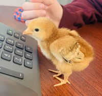 Gallery Photo of Baby chick Kinney's phone call
