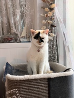 Gallery Photo of Molly Therapy cat