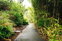 Gallery Photo of Walking Path