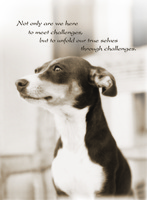 Gallery Photo of Paws For Comfort inspirational greeting card: Inside text is about believing in someone to get through their challenges and offering support.