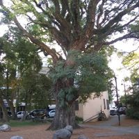 Galería Foto de Un bellísimo y frondoso árbol de mi barrio, Olivos.