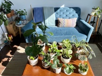 Gallery Photo of My biggest form of self-care during quarantine has been nurturing my growing houseplant collection! What has helped you cope with the pandemic?
