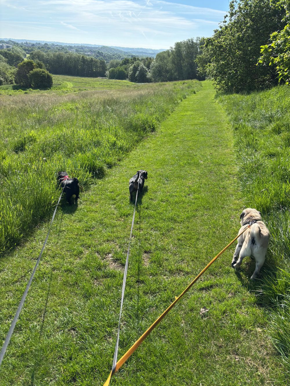 Time outdoors with my dogs helps me stay grounded and supports the calm, reflective approach I bring to my work.