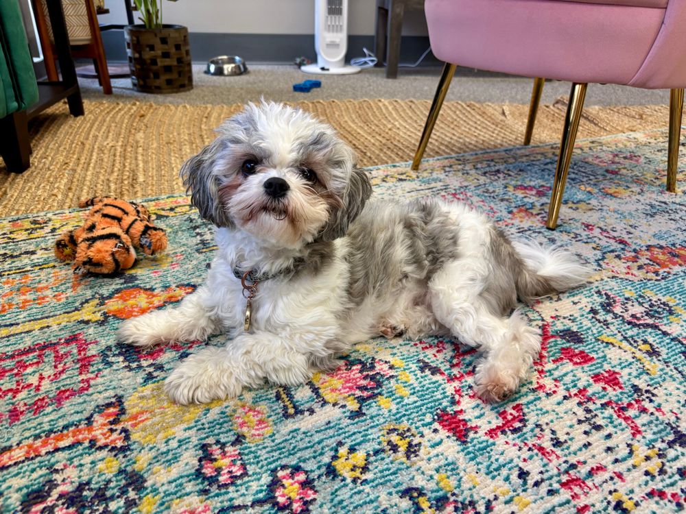 Willa, a therapy dog, is in the office most days